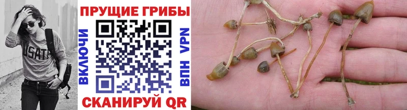 как найти   Северодвинск  Псилоцибиновые грибы прущие грибы 